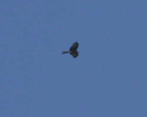 Red Kite - ML646780534