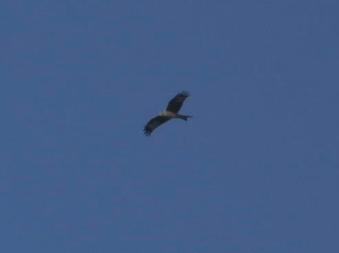 Red Kite - ML646780535