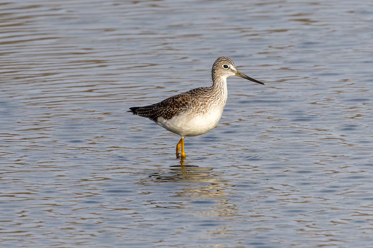 Greater Yellowlegs - ML646780537