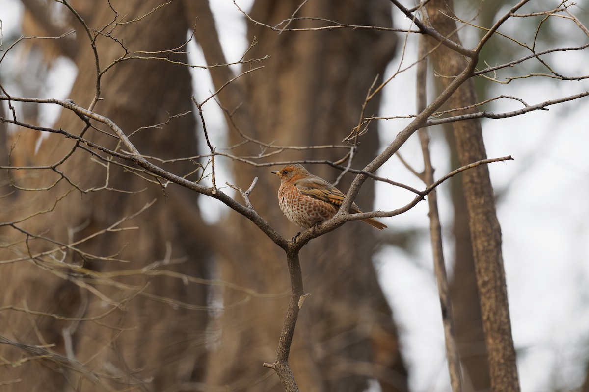 Naumann's Thrush - ML646780538