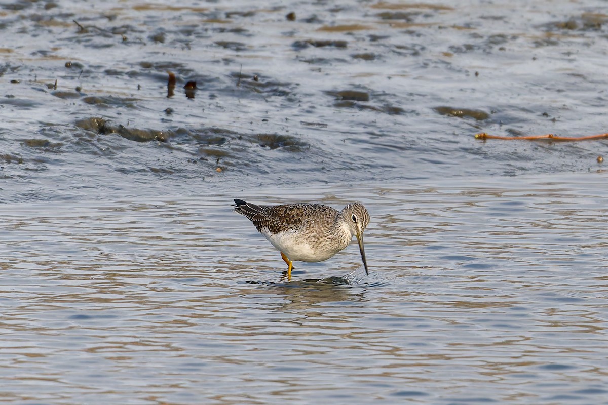 Greater Yellowlegs - ML646780540