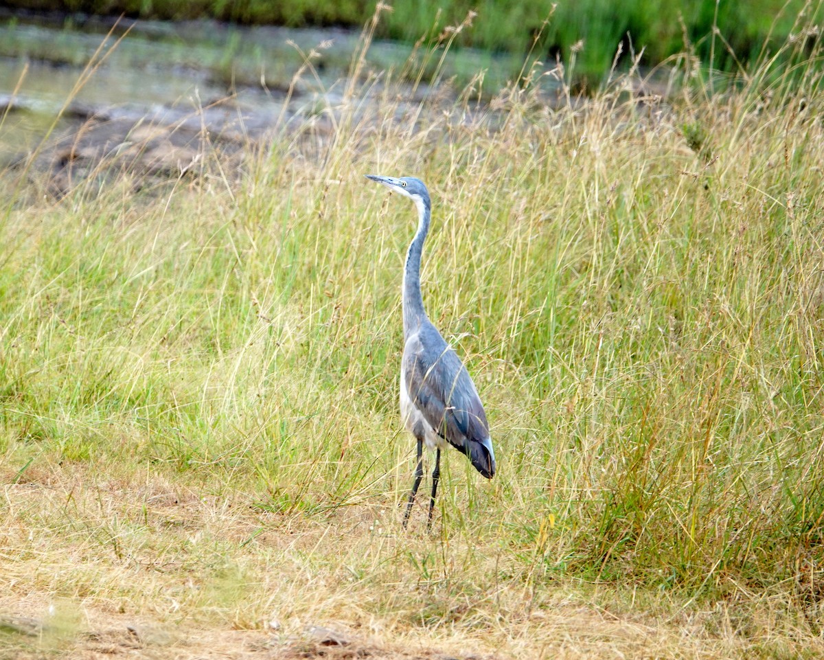 Héron mélanocéphale - ML646780542