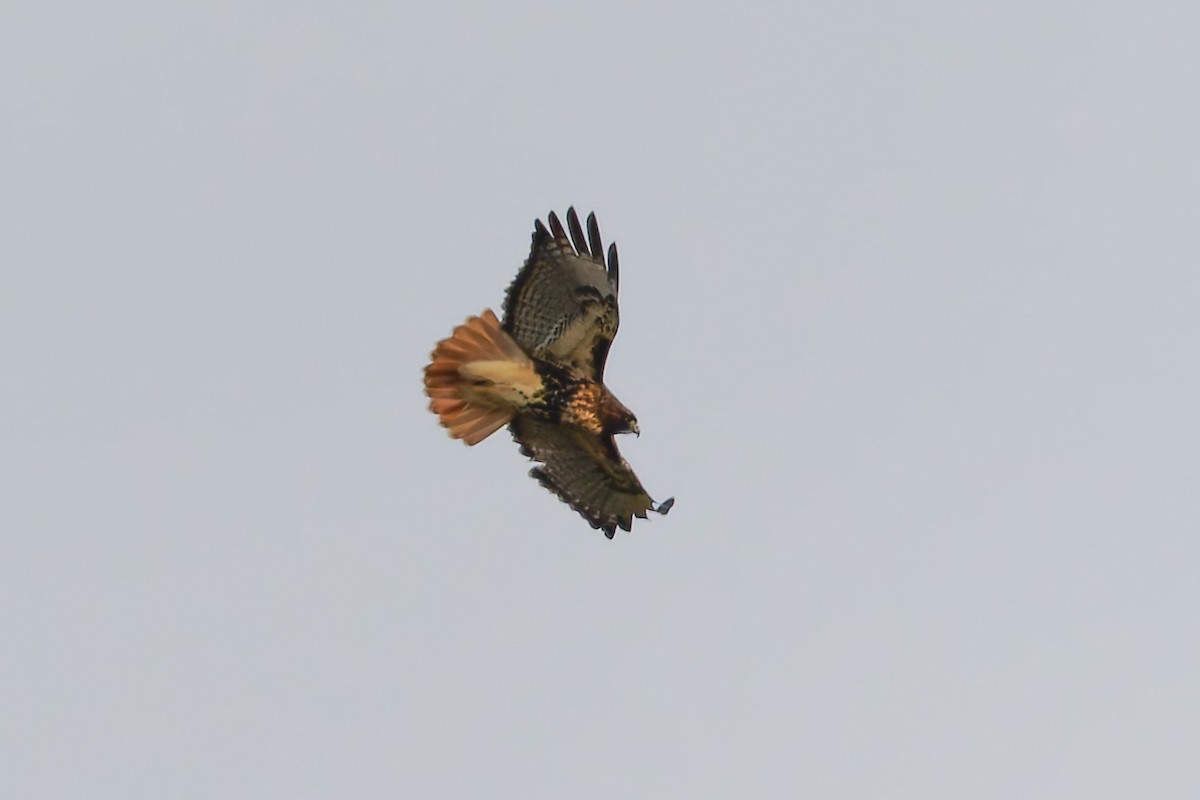 Red-tailed Hawk (calurus/abieticola) - ML646780543