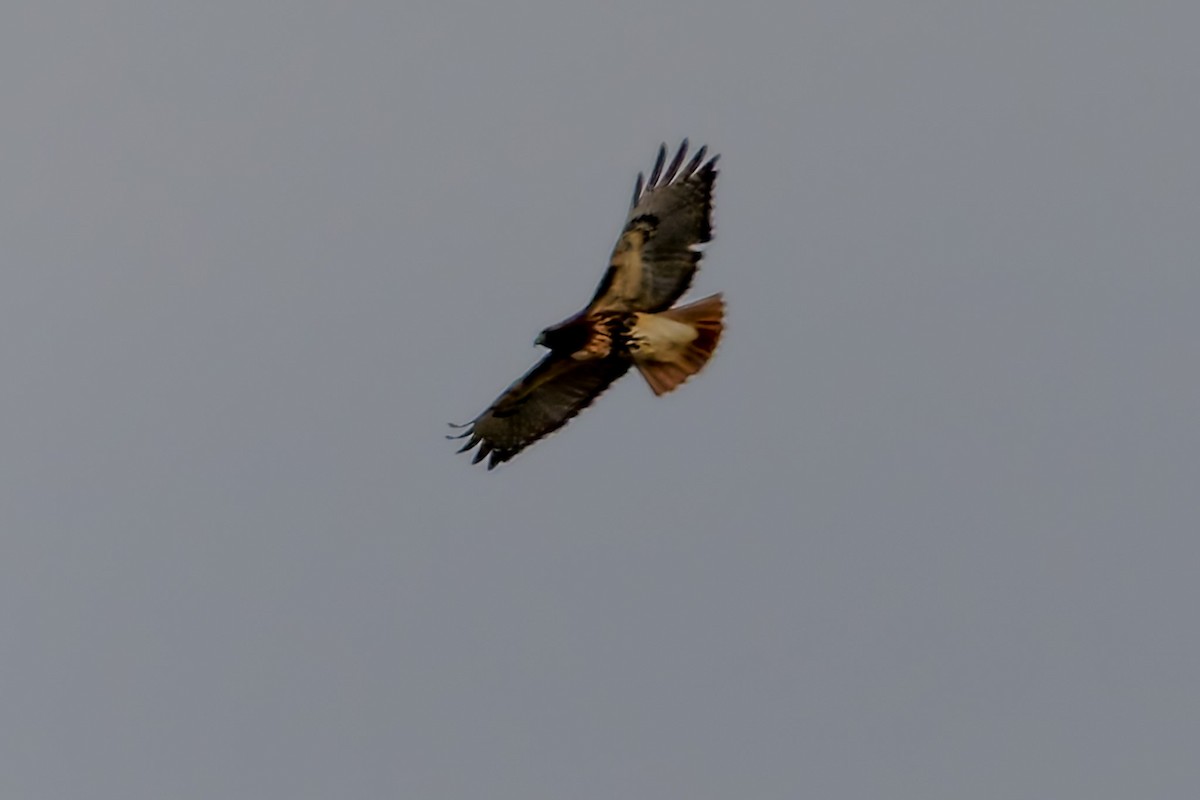 Red-tailed Hawk (calurus/abieticola) - ML646780545