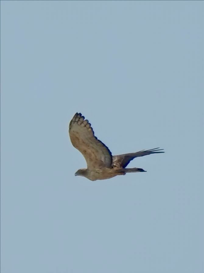 Oriental Honey-buzzard - ML646780546
