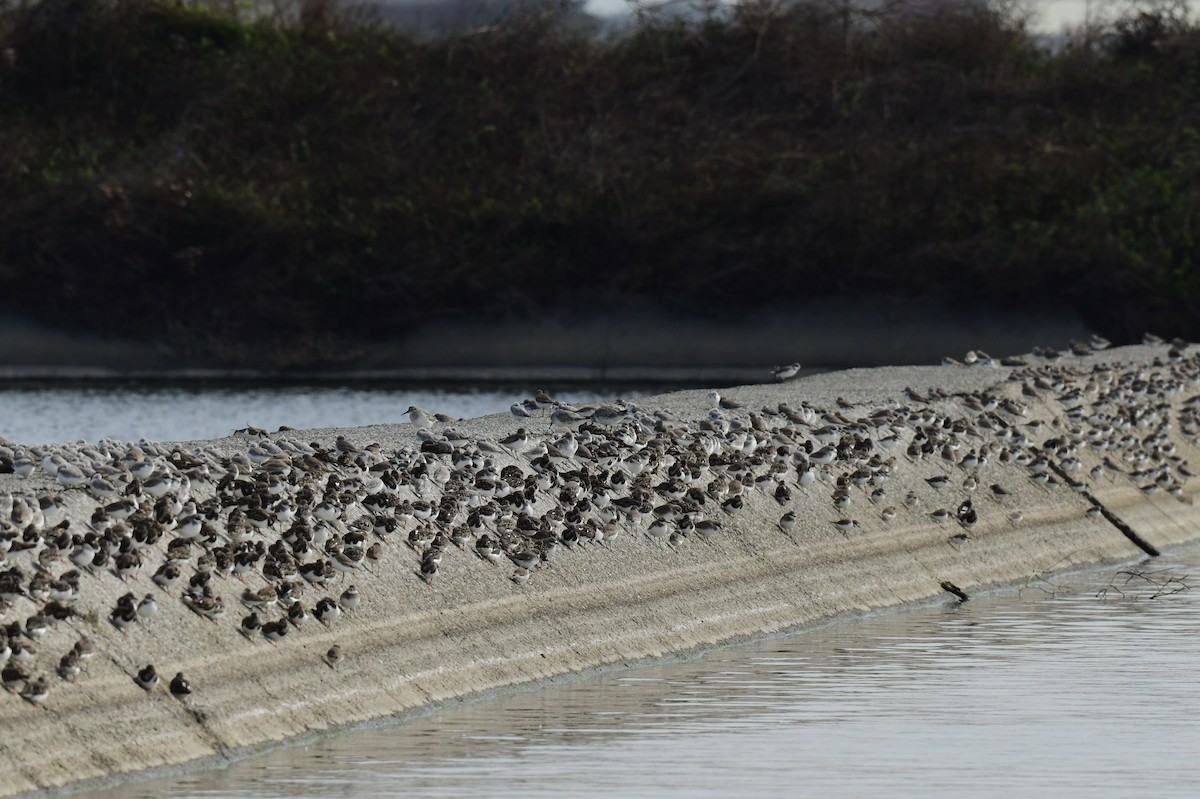 steinvender - ML646780548