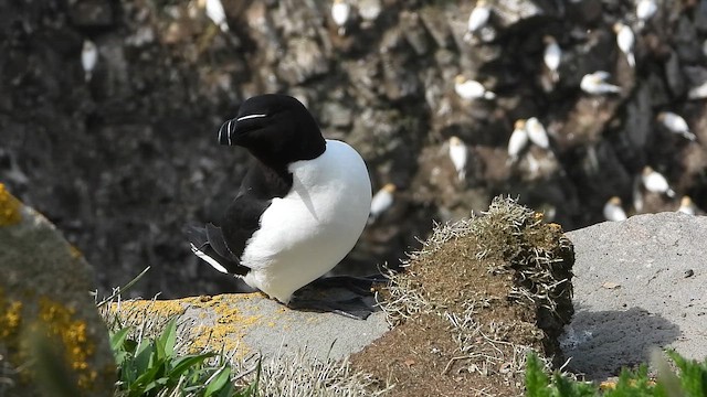 Гагарка - ML646780549