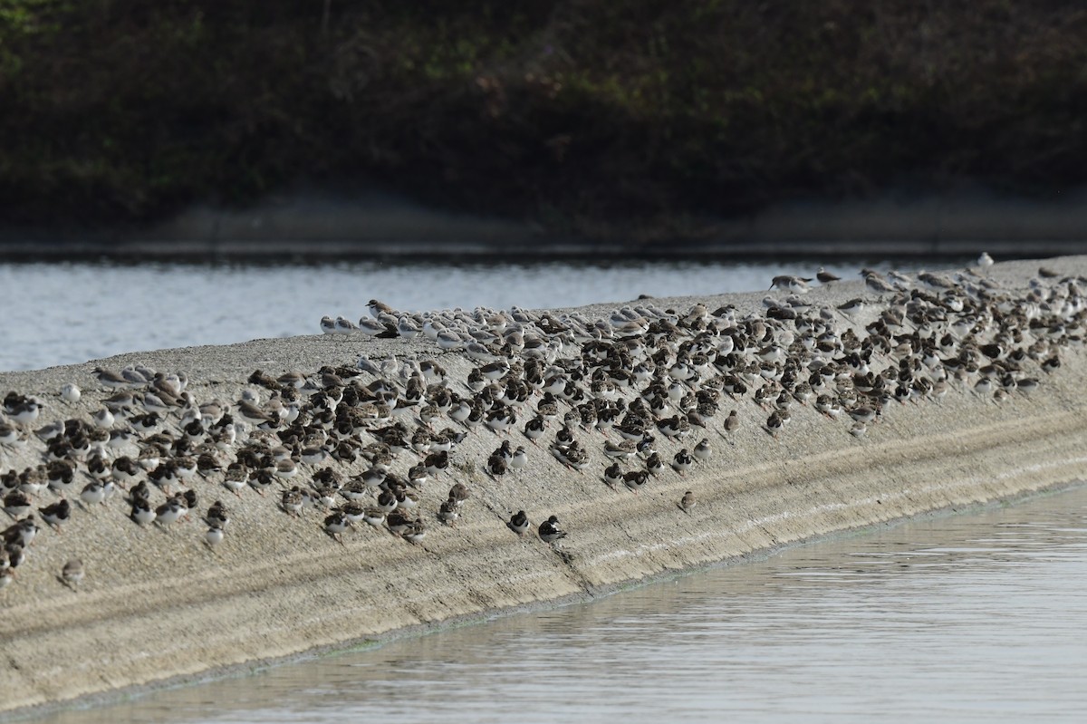 Txirri zuria - ML646780550