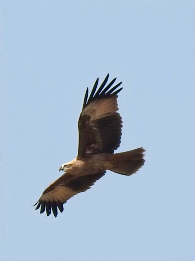 Brahminy Kite - ML646780553
