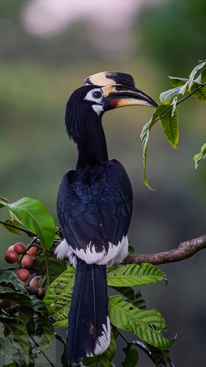 Oriental Pied-Hornbill - ML646780554