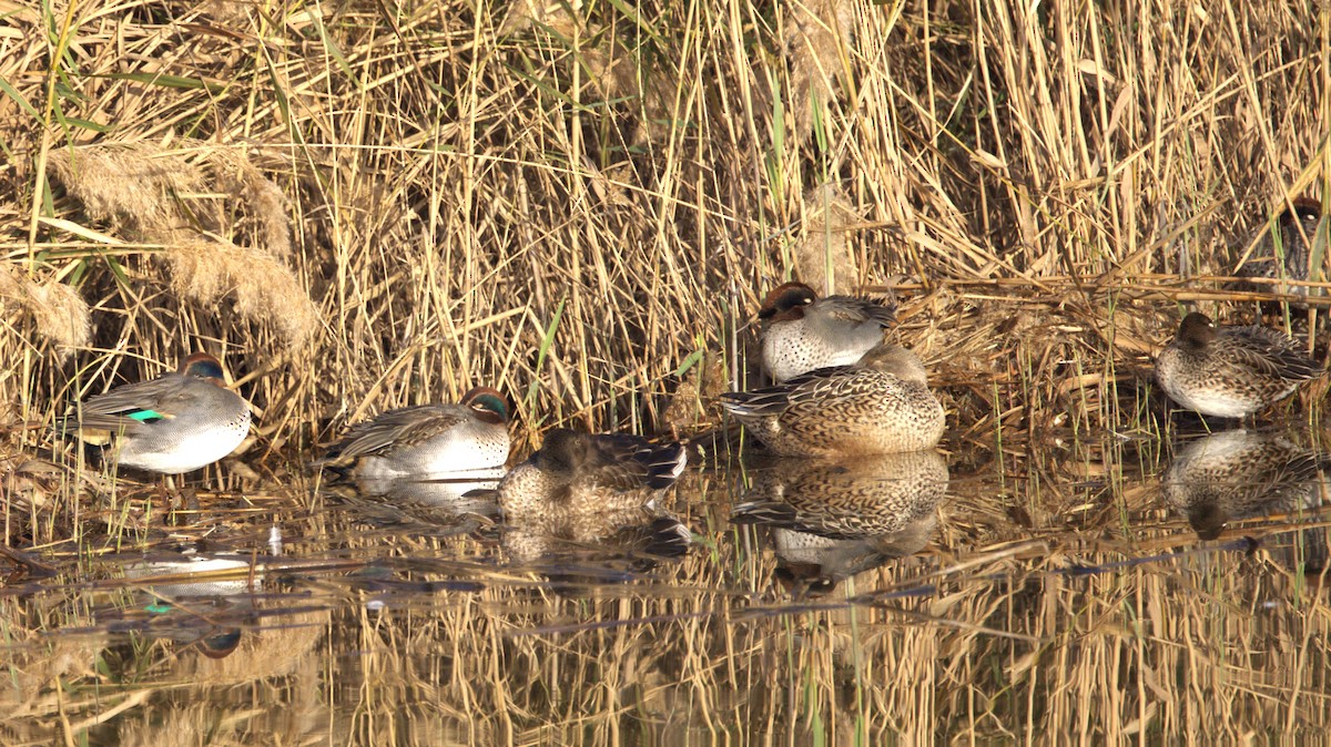 Green-winged Teal - ML646780555
