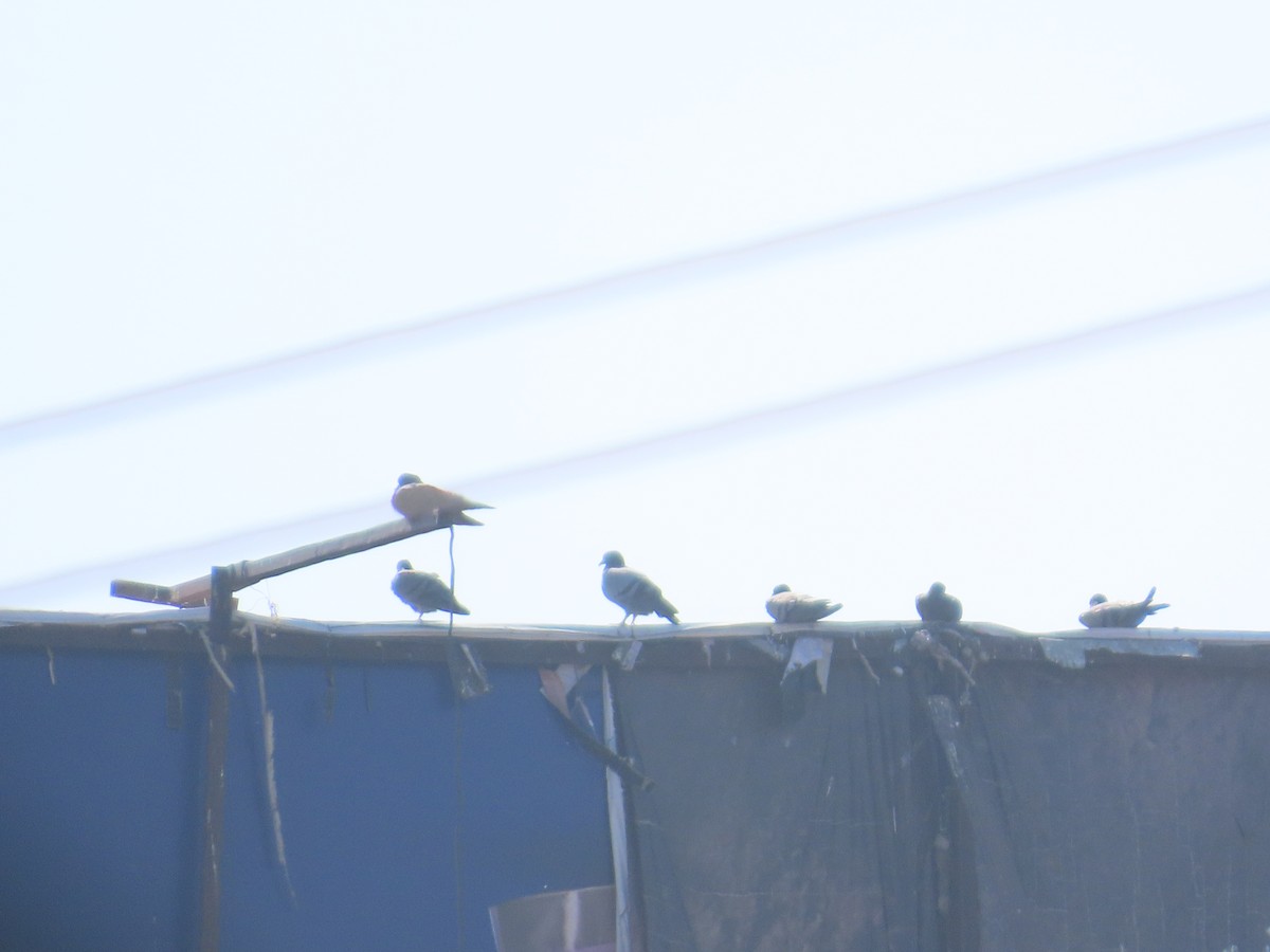 Haitz-usoa (etxekoa) - ML646780558