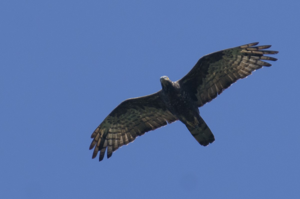 Liztorjale ekialdetarra - ML646780559