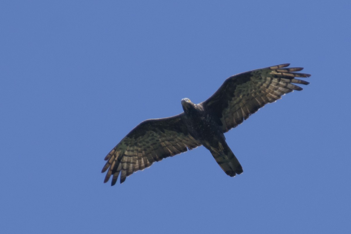 Liztorjale ekialdetarra - ML646780560