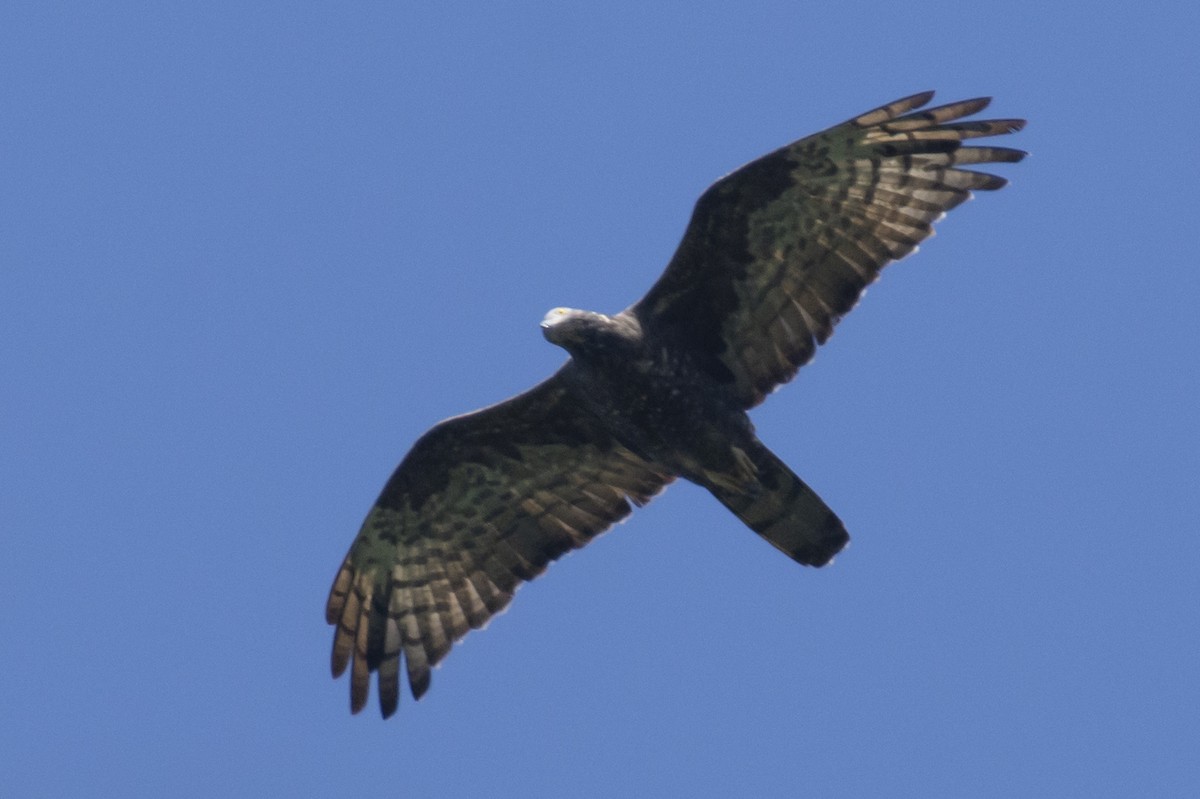 Liztorjale ekialdetarra - ML646780561