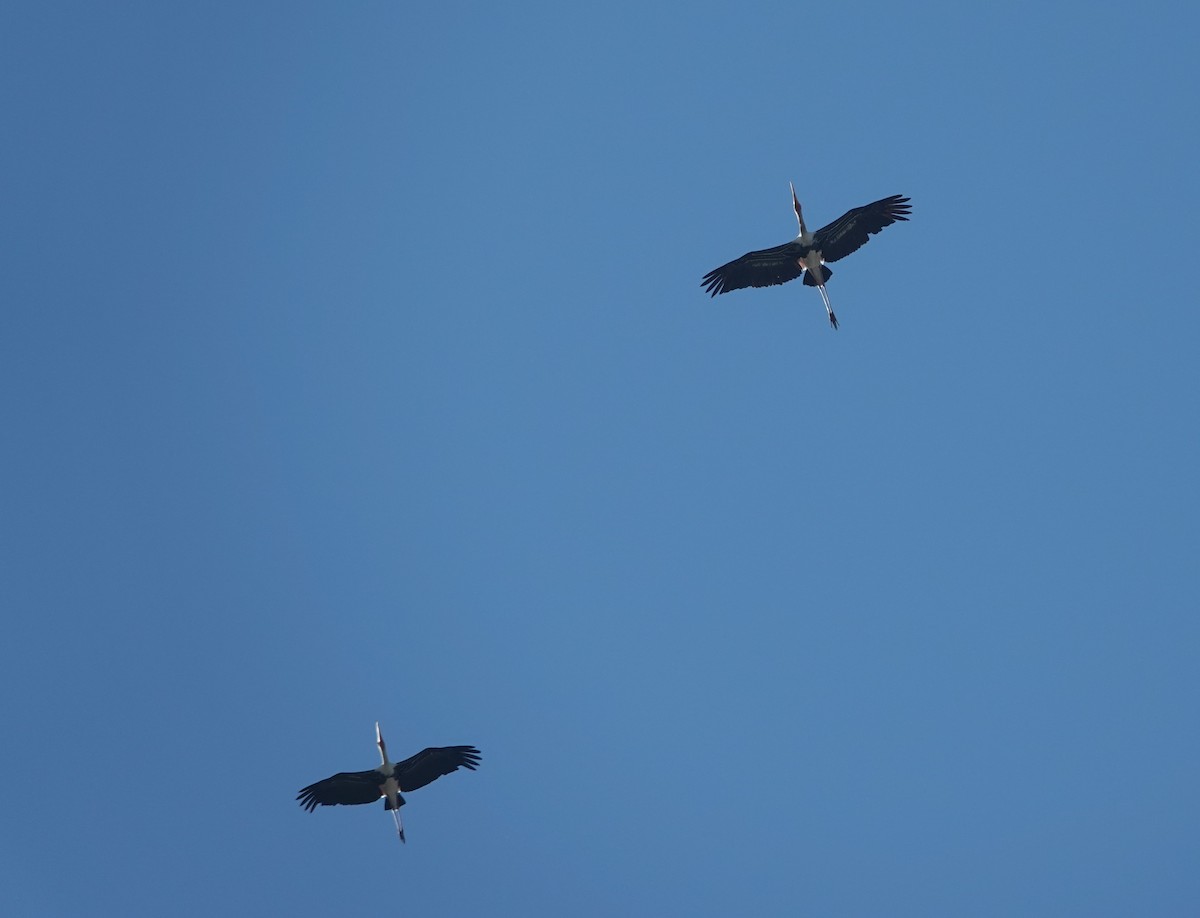 beltestork - ML646780567