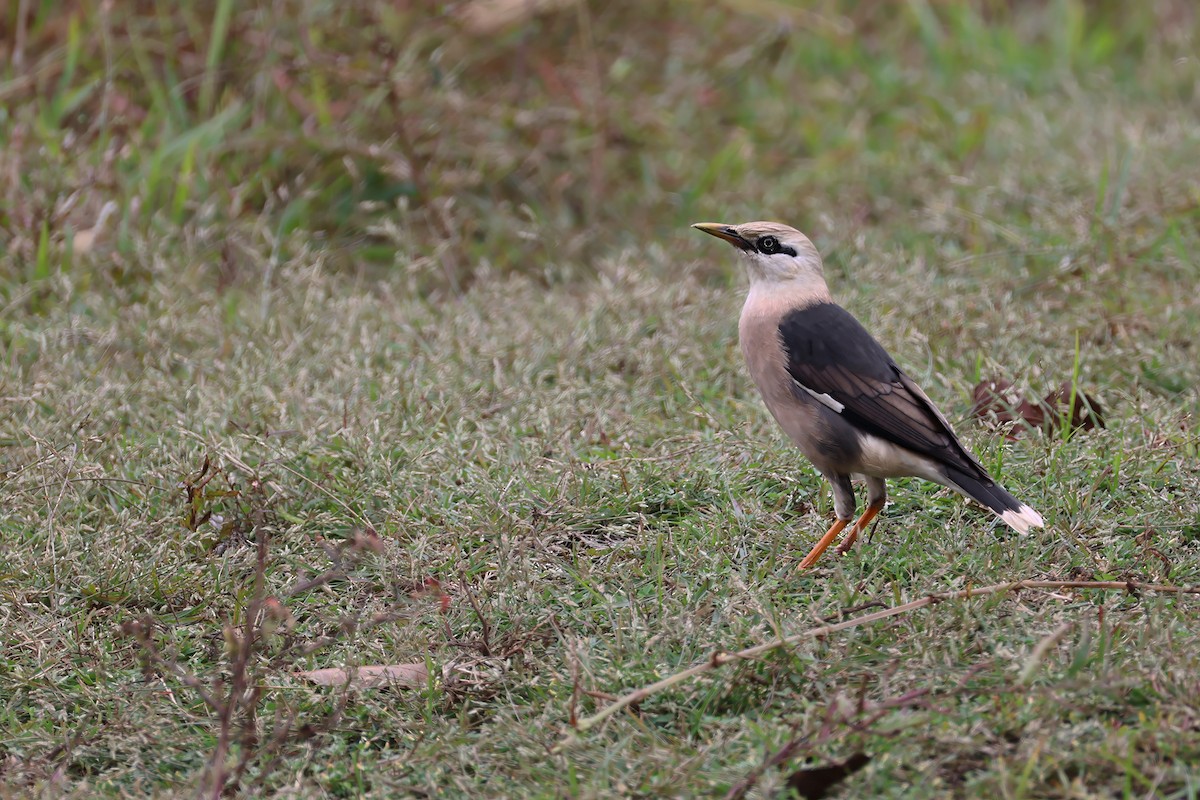 Vinous-breasted Myna - ML646780568