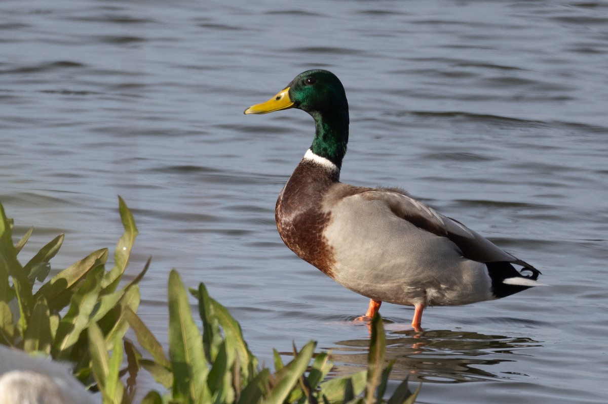 Stockente - ML646780569