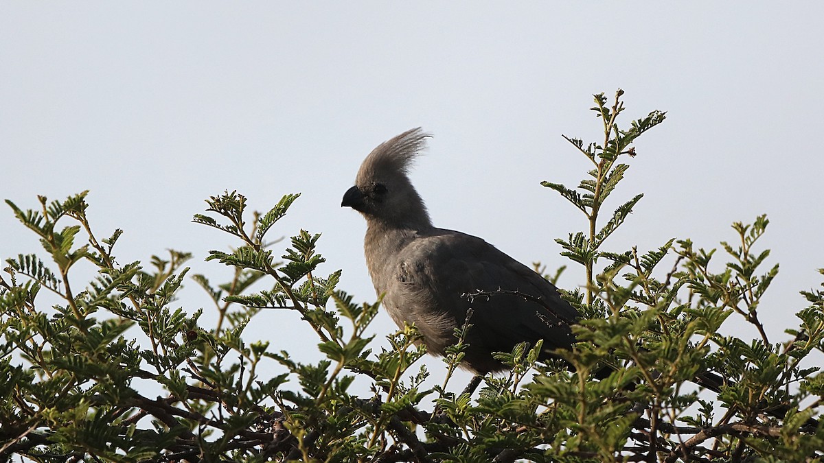 Gray Go-away-bird - ML646780570