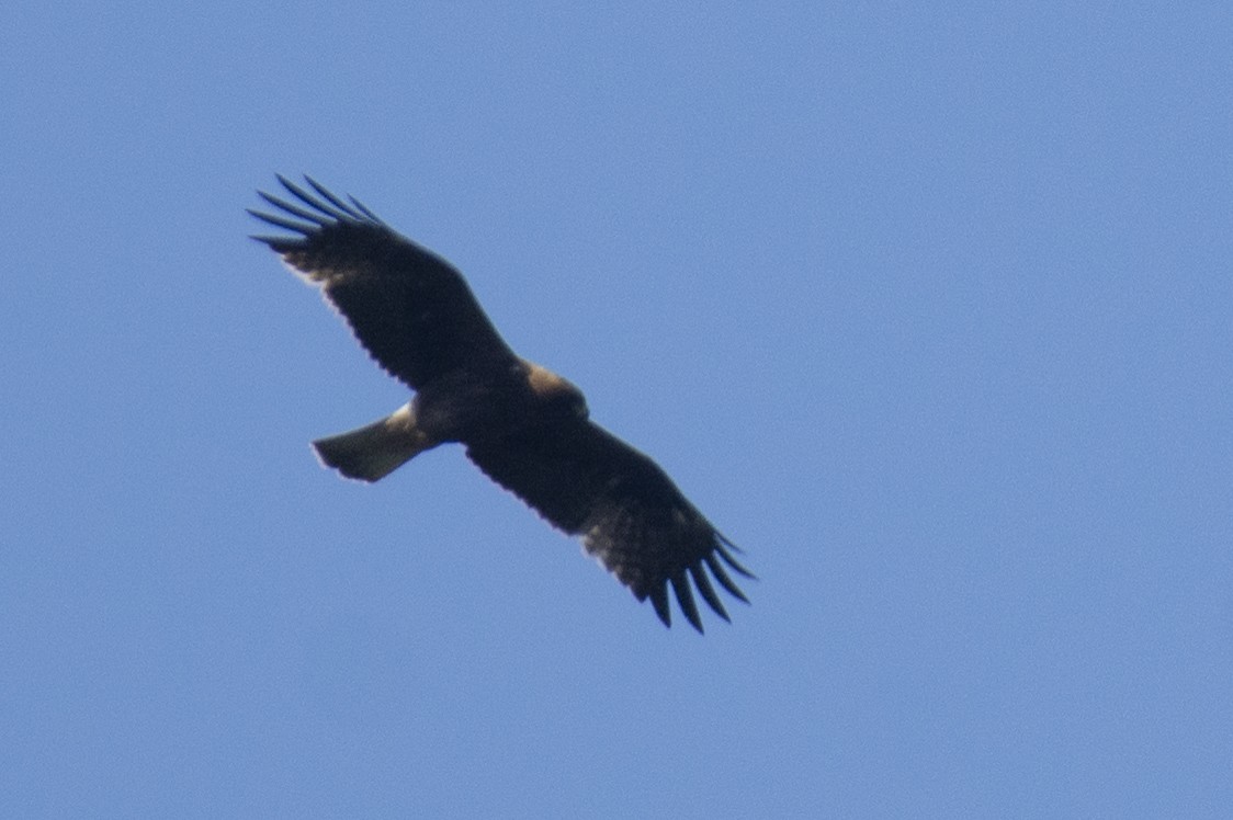 Arrano txikia - ML646780571