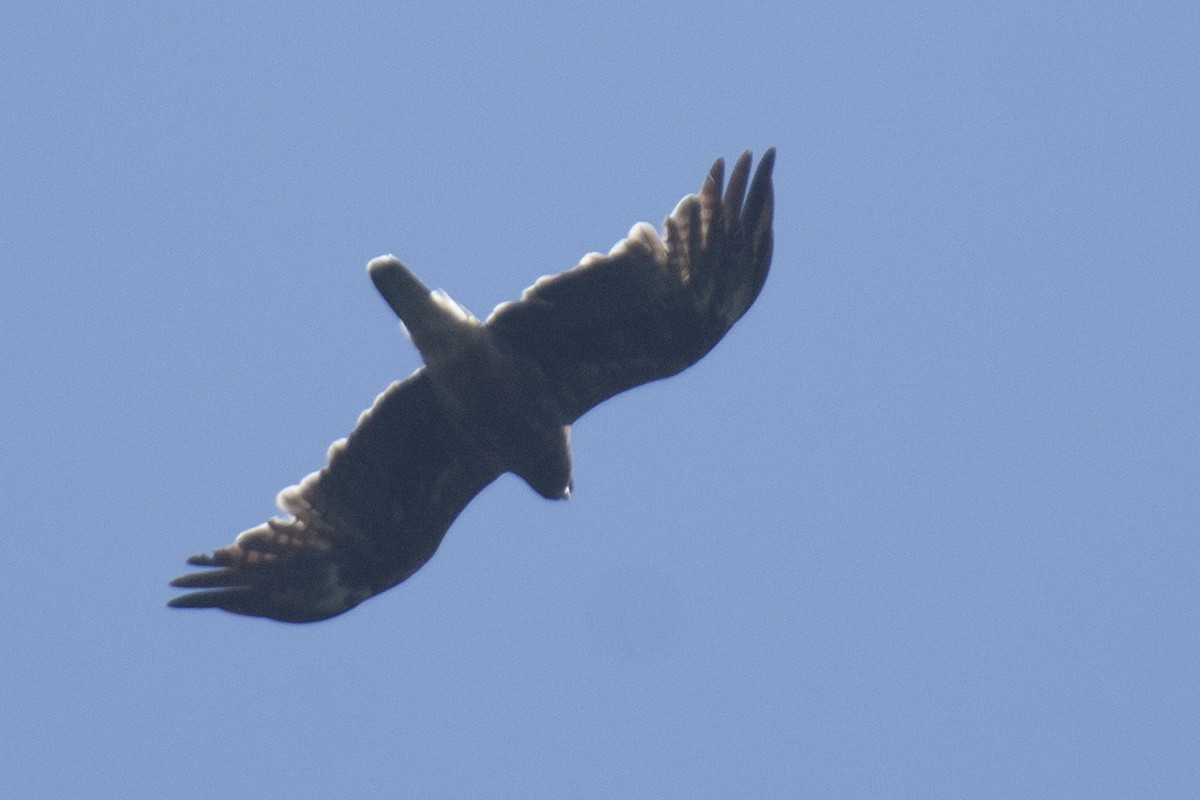 Arrano txikia - ML646780572