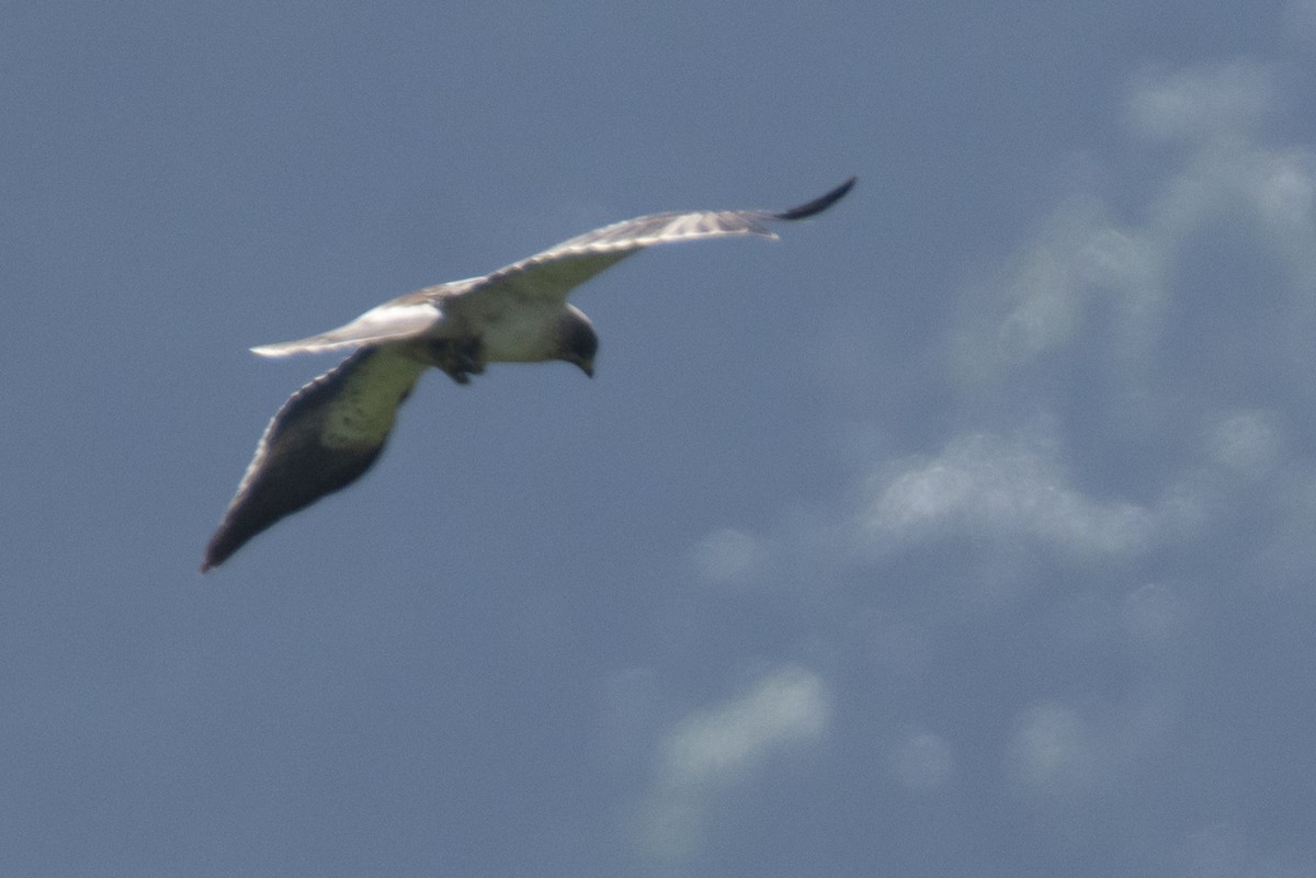 Arrano txikia - ML646780574