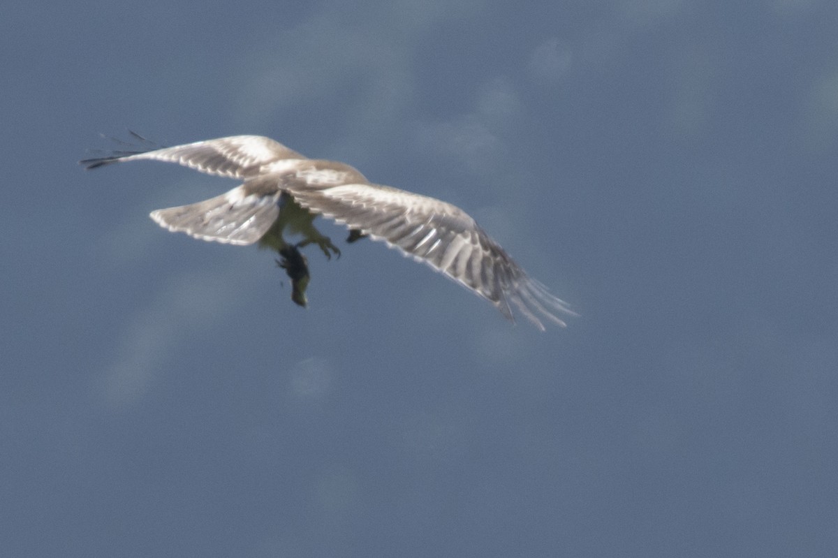 Arrano txikia - ML646780575