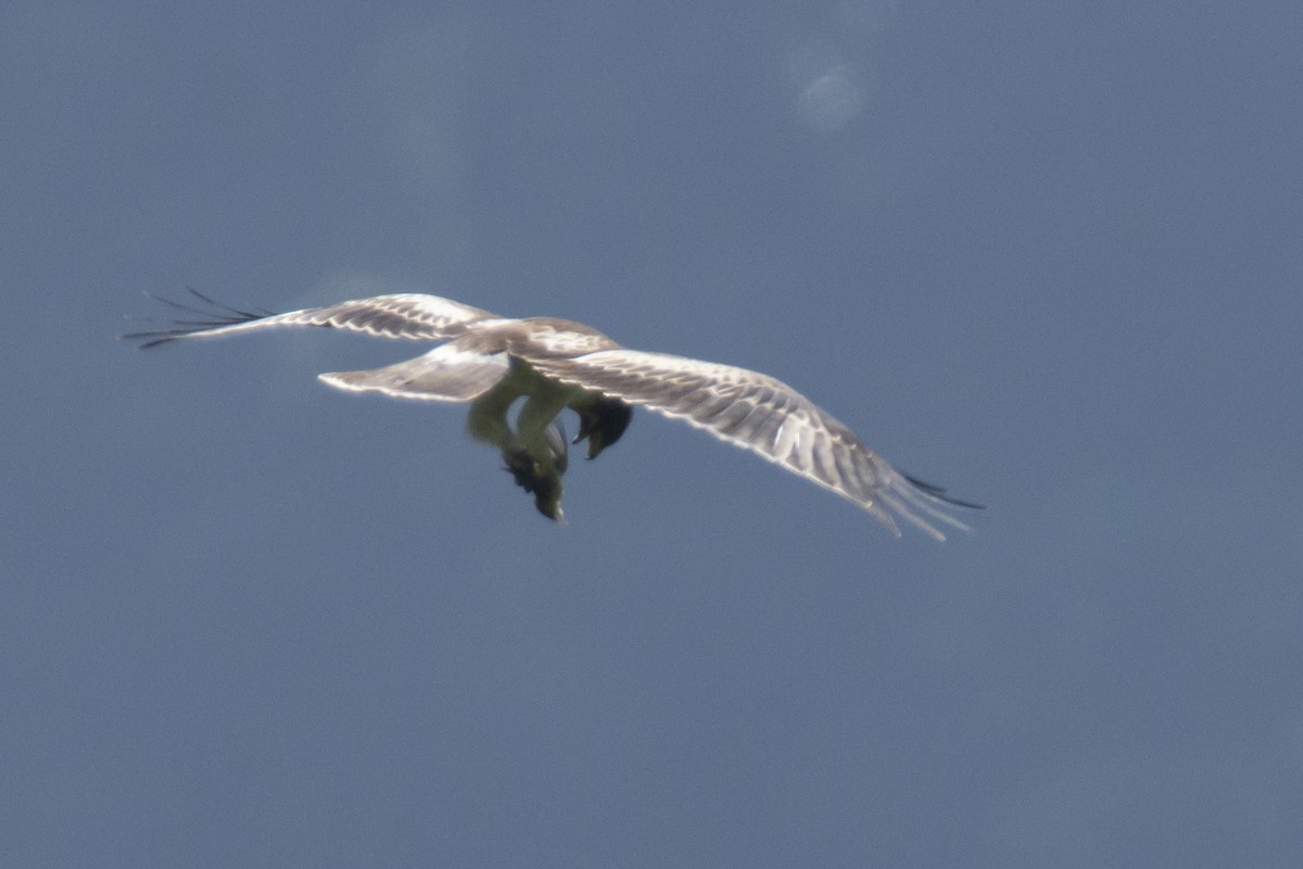 Arrano txikia - ML646780576