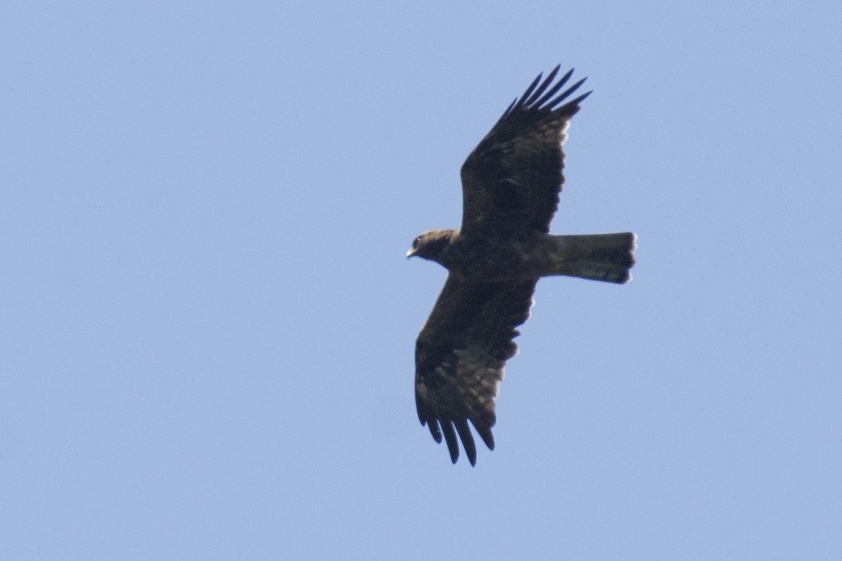 Arrano txikia - ML646780577