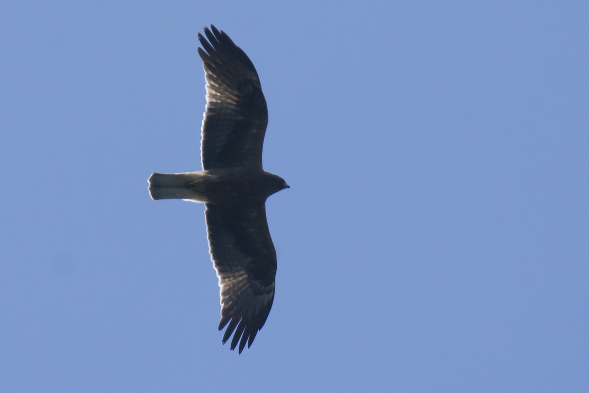 Arrano txikia - ML646780578