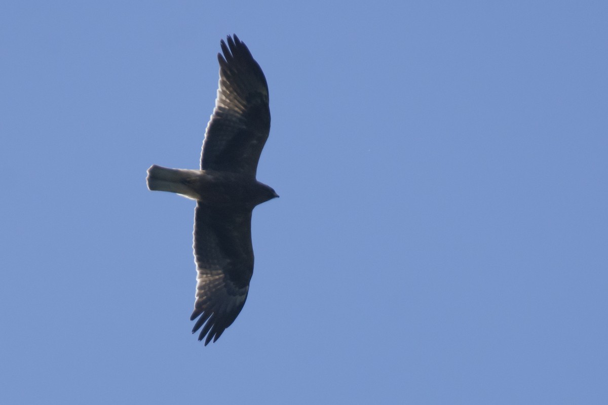 Arrano txikia - ML646780579