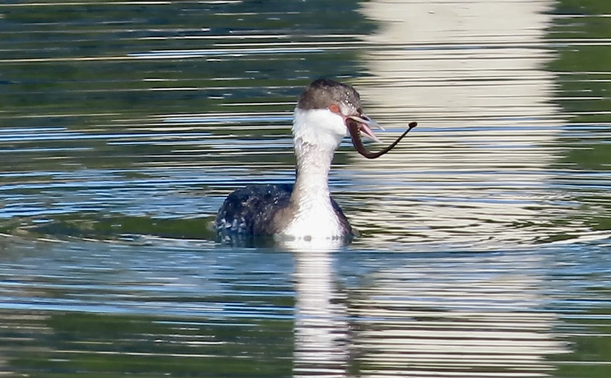 Horned Grebe - ML646780580