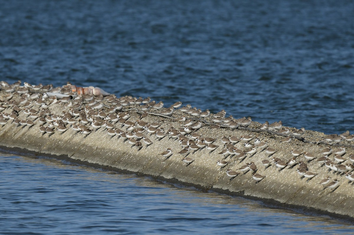 hvitbrystlo - ML646780583