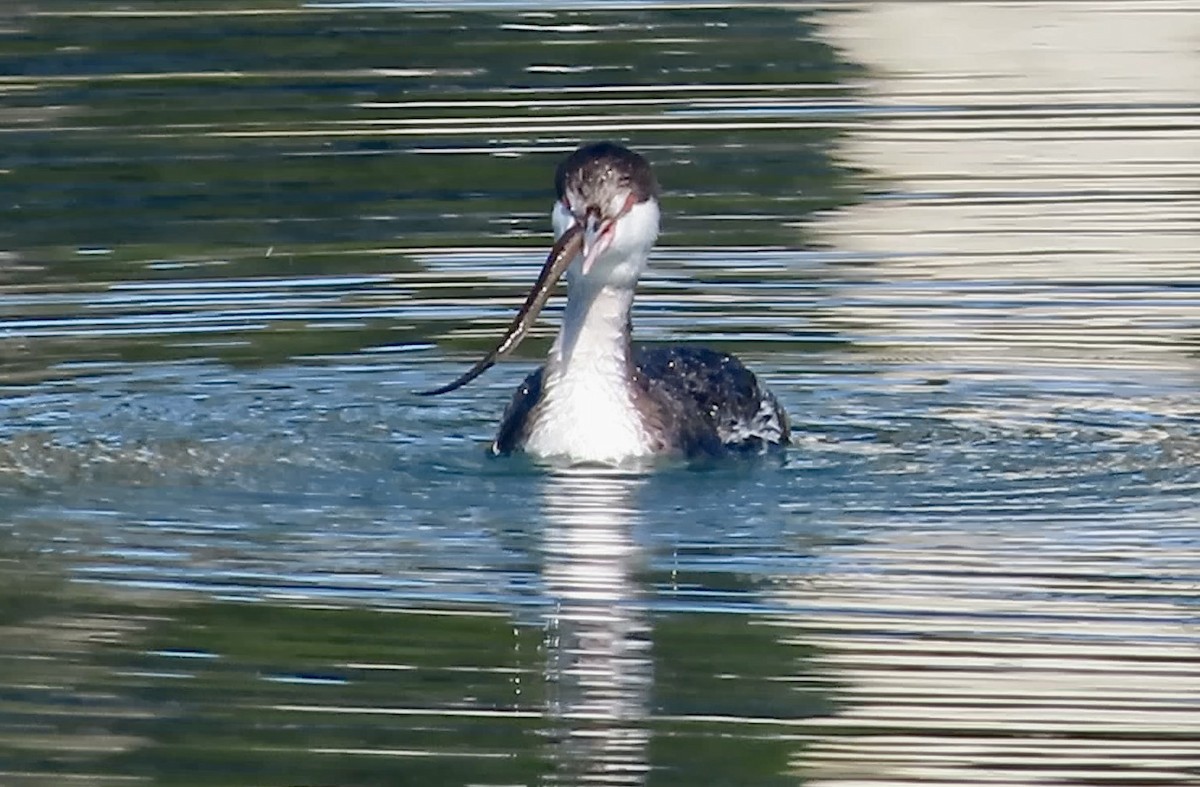 Horned Grebe - ML646780587