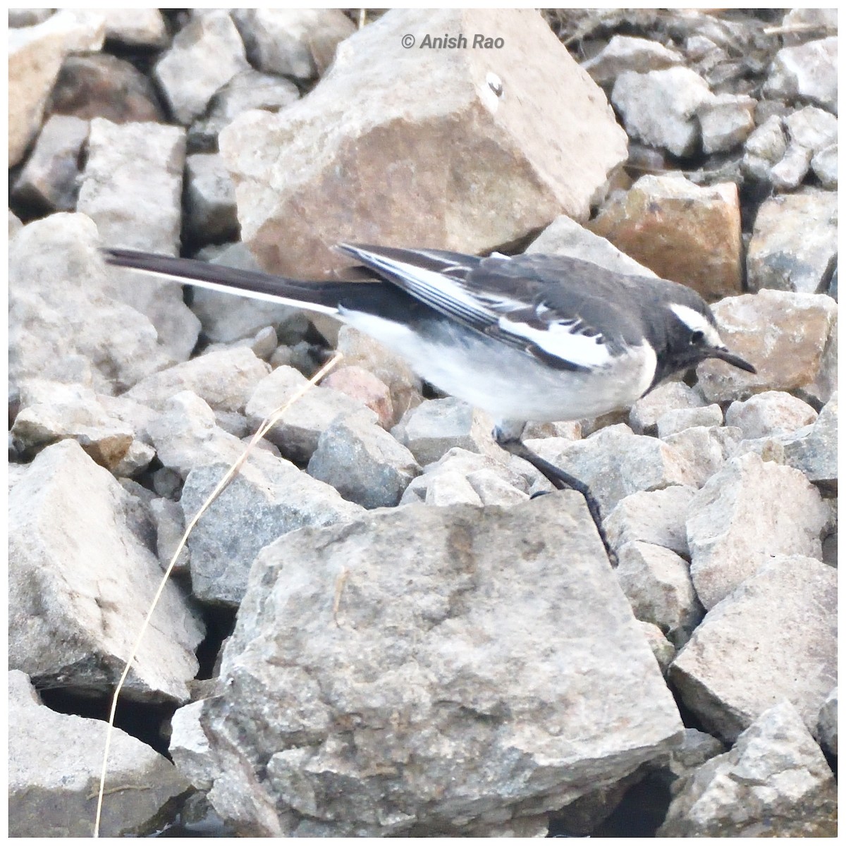 Lavandera India - ML646780590