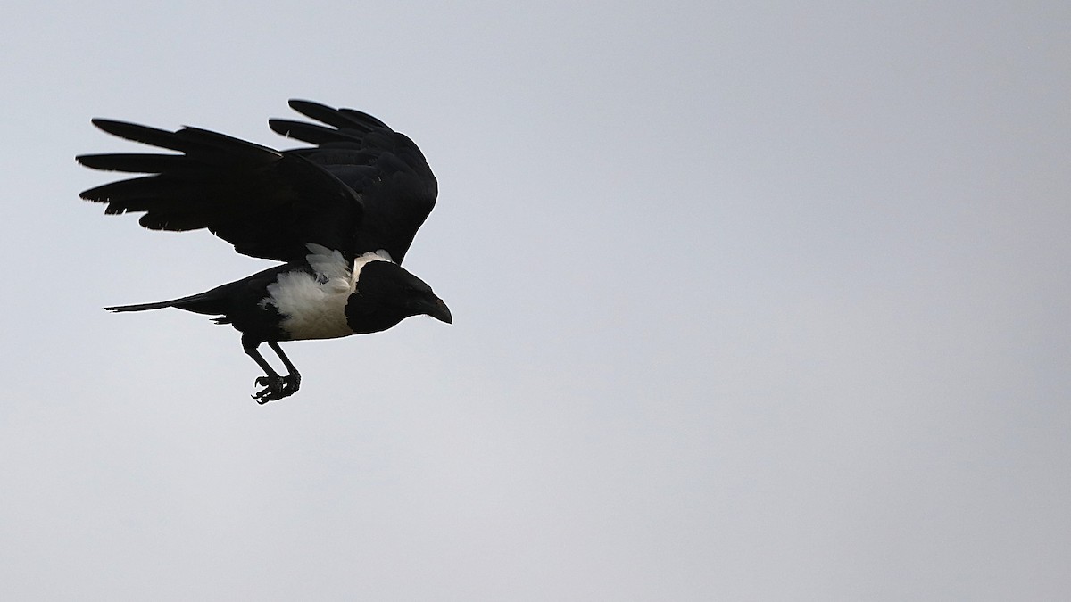 Pied Crow - ML646780592