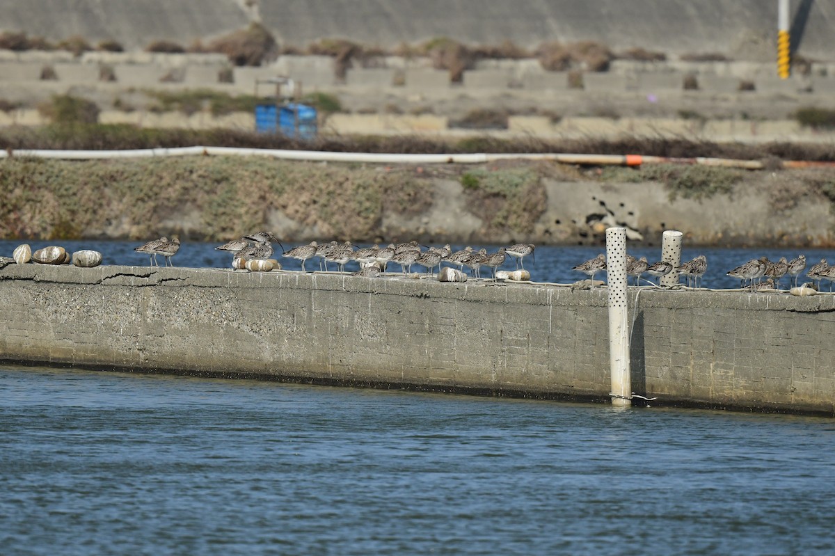 storspove - ML646780597