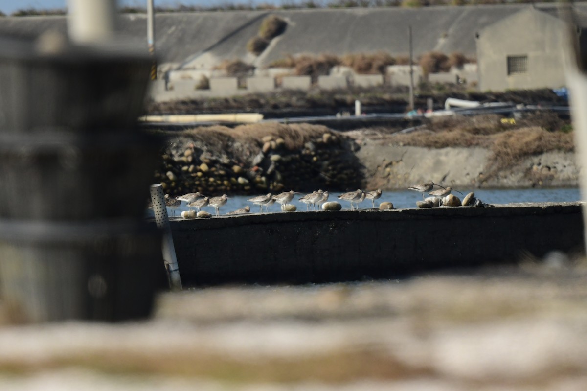 storspove - ML646780600