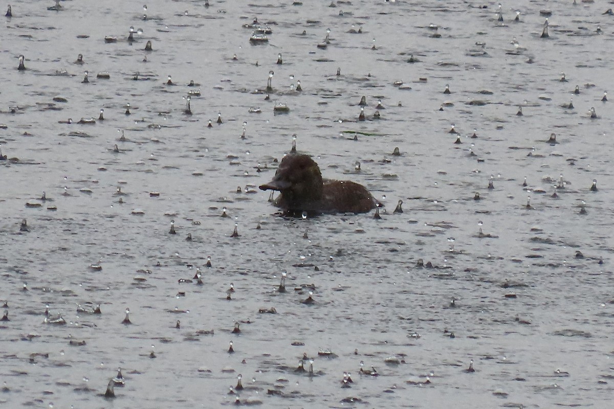 オーストラリアオタテガモ - ML646780604