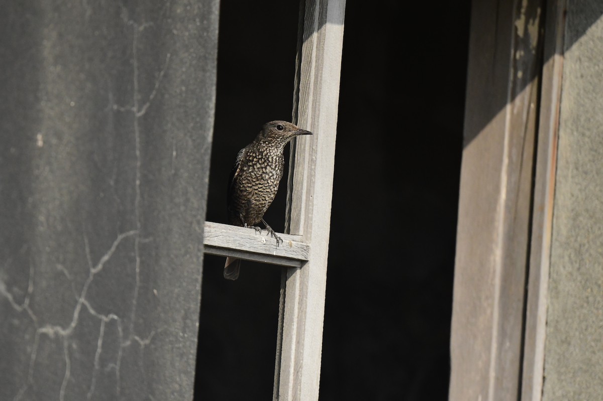 blåtrost - ML646780605