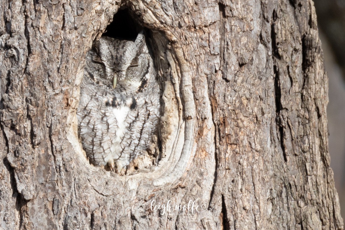 Eastern Screech-Owl - ML646780607