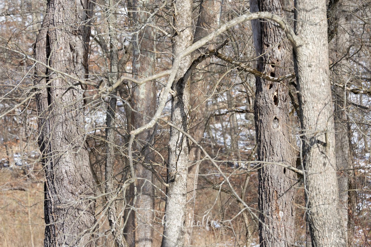 Eastern Screech-Owl - ML646780608