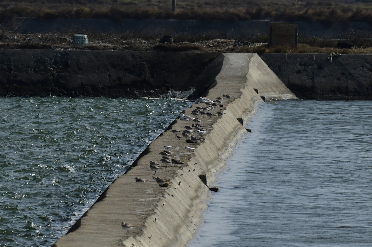 sildemåke - ML646780613