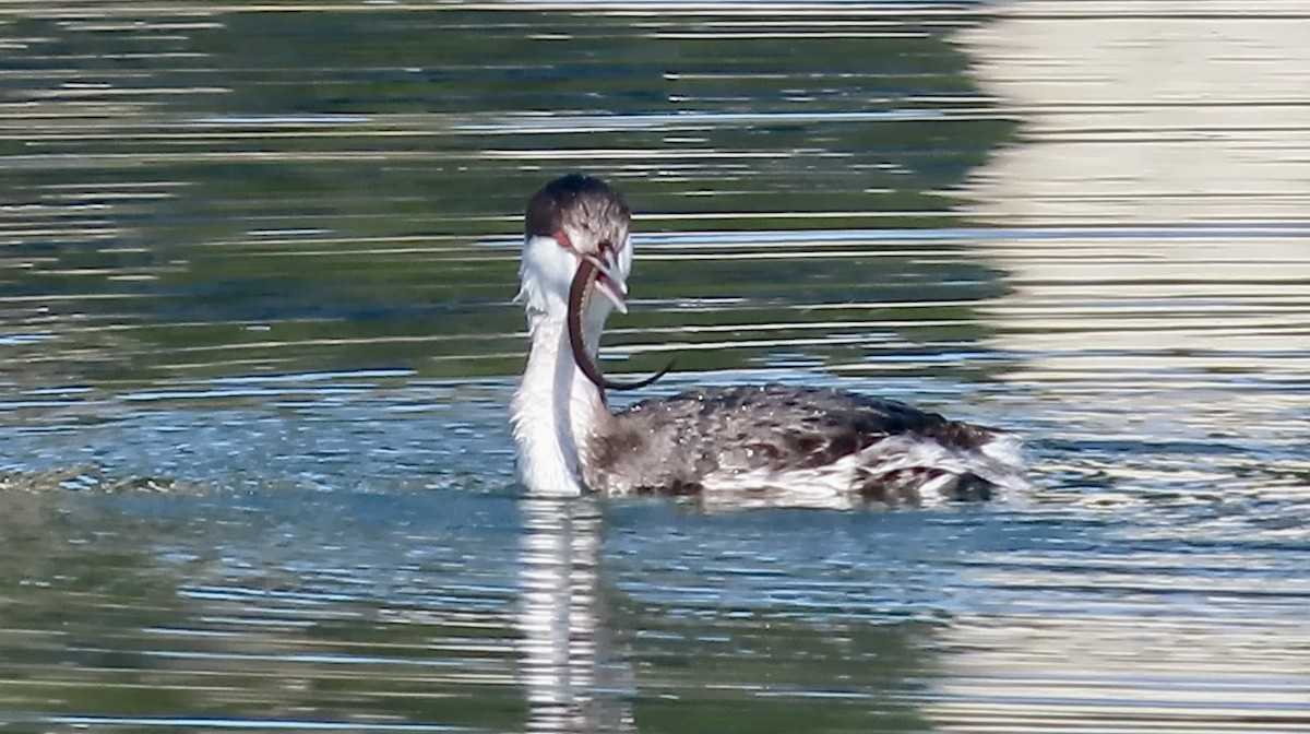 Horned Grebe - ML646780615