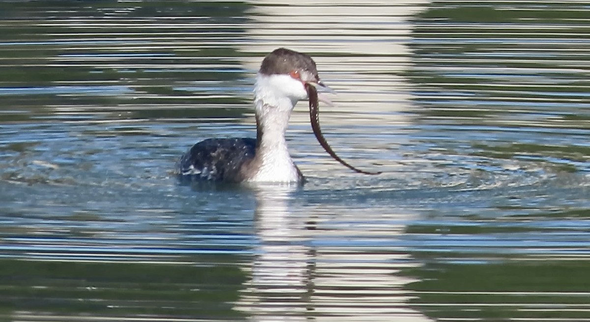 Horned Grebe - ML646780616