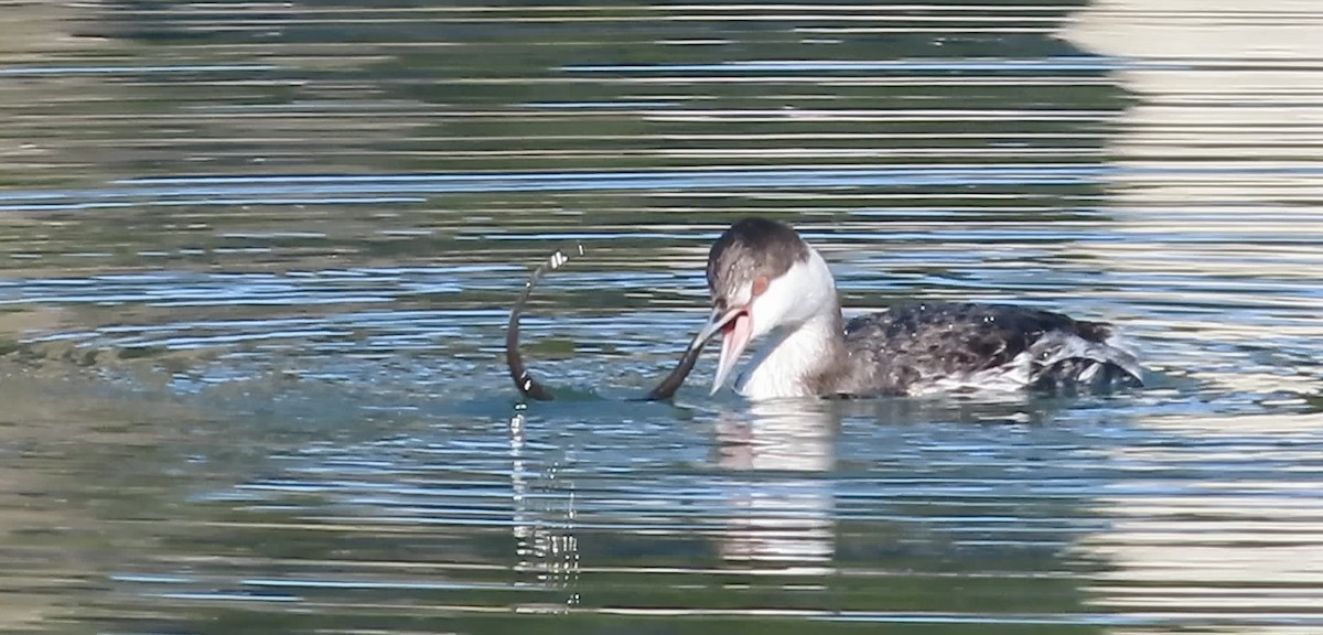Horned Grebe - ML646780618