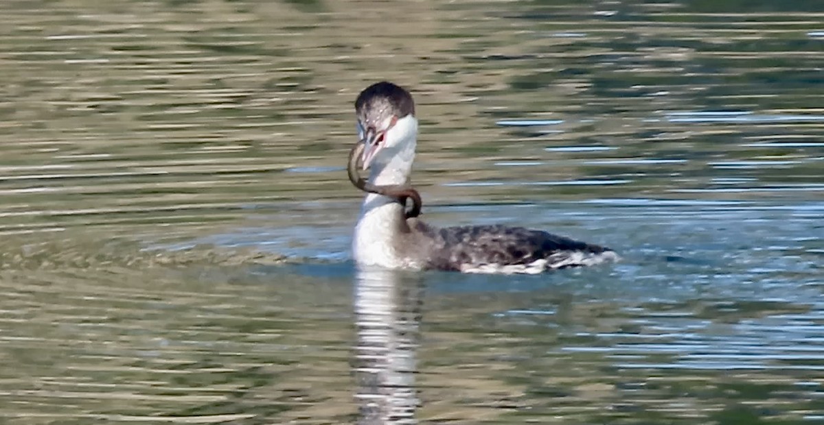 Horned Grebe - ML646780620