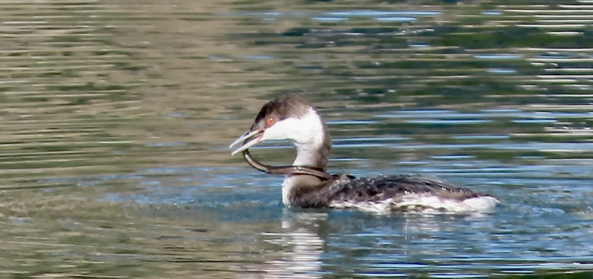 Horned Grebe - ML646780621