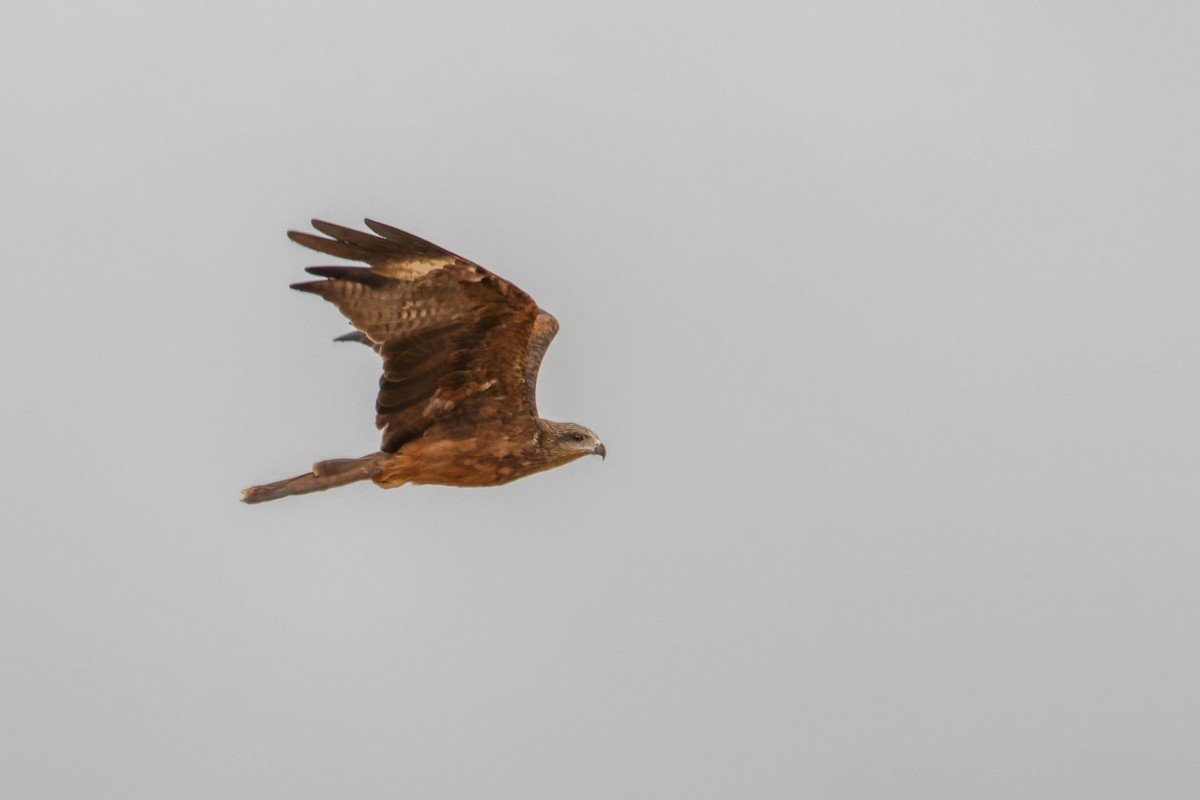 Milano Negro - ML646780622