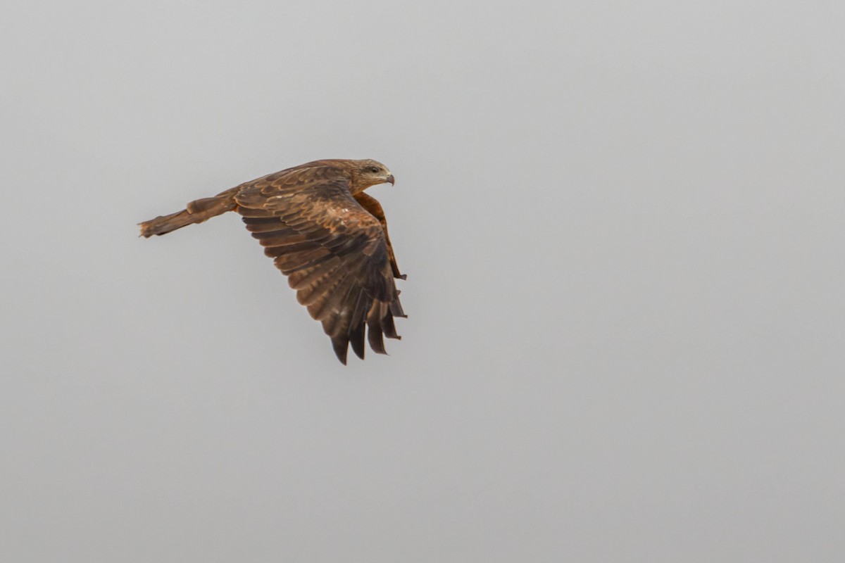 Milano Negro - ML646780623